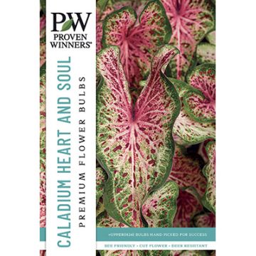 Caladium, Heart to Heart® 'Heart and Soul'