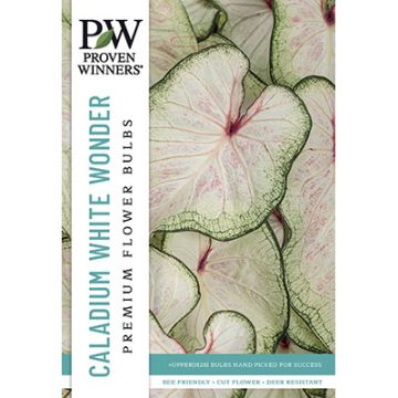 Caladium, Heart to Heart® 'White Wonder'