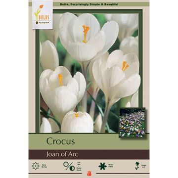 Crocus, Large Flowering Crocus 'Joan of Arc'