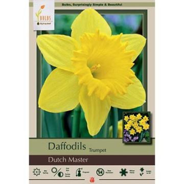 Narcissus, Daffodil Trumpet 'Dutch Master'