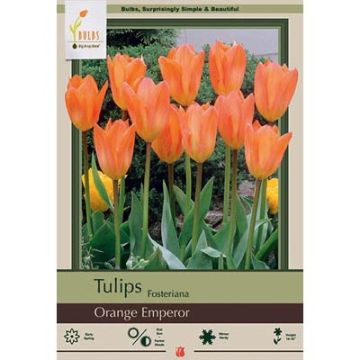 Tulipa, Fosteriana Tulip 'Orange Emperor' 