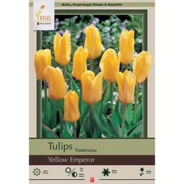 Tulipa, Fosteriana Tulip 'Yellow Emperor' 