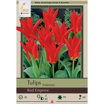 Tulipa, Fosteriana Tulip 'Red Emperor' 