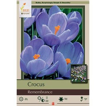 Crocus, Large Flowering Crocus 'Rememberance'