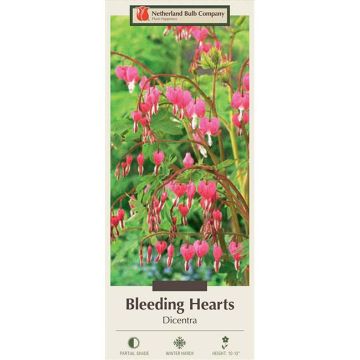 Dicentra, Common Bleeding Heart