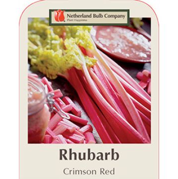 Rheum, Rhubarb 'Crimson Red'