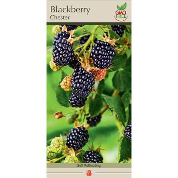 Rubus, Blackberry 'Chester'