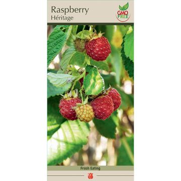 Rubus, Raspberry 'Heritage'