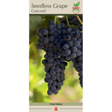 Vitis, Seedless Grape 'Concord'