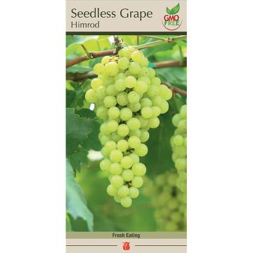 Vitis, Seedless Grape 'Himrod'