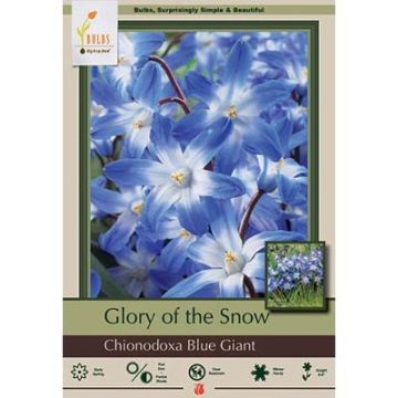 Chionodoxa, Glory of the Snow 'Blue Giant'