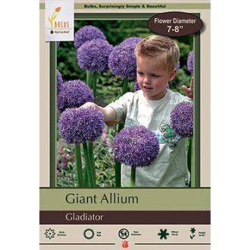 Allium, Giant Allium 'Gladiator'