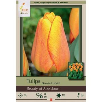 Tulipa, Darwin Hybrid Tulip 'Beauty of Apeldoorn' 