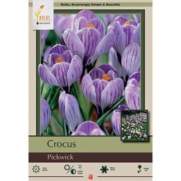 Crocus, Large Flowering Crocus 'Pickwick'