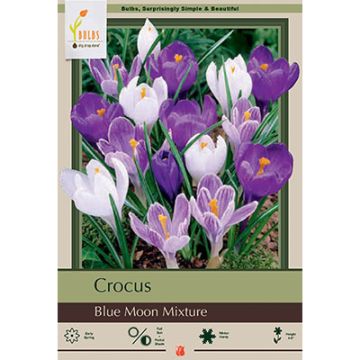 Crocus Assortment, Blue Moon Mixture