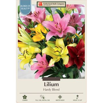 Lilium 'Hardy Blend'