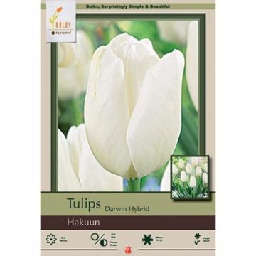 Tulipa, Darwin Hybrid Tulip 'Hakuun' 