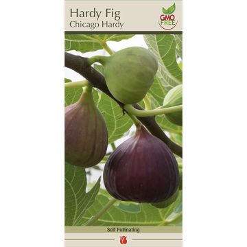 Ficus, Hardy Fig 'Chicago Hardy'