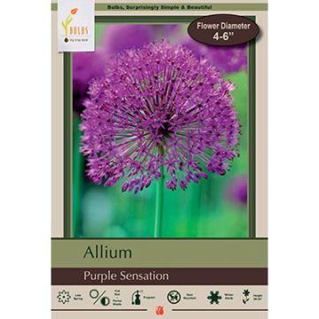 Allium, Flowering Onion 'Purple Sensation'