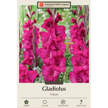 Gladiolus, Large Flowering 'Natan'