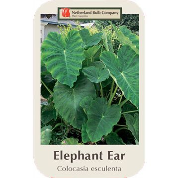 Colocasia, Elephant Ear