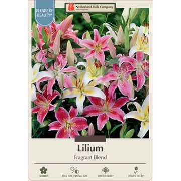 Lilium 'Fragrant Blend'