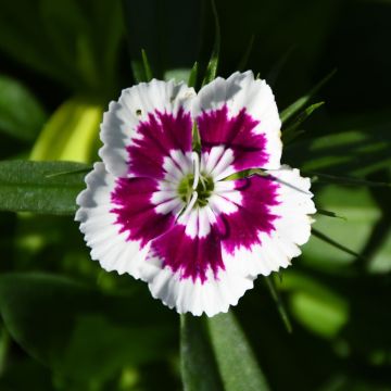 Dianthus, Diabunda® 'Purple Picotee'