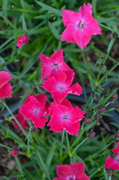 Dianthus, Kahori® 'Scarlet'