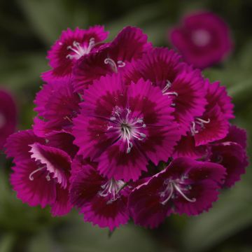 Dianthus, Diabunda® 'Purple Picotee'