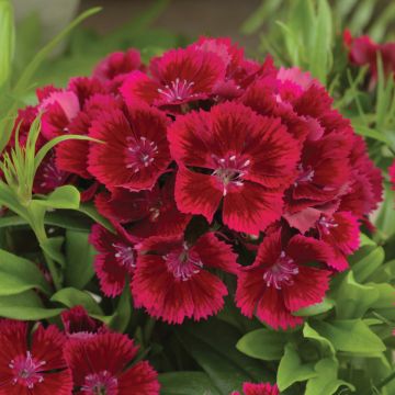 Dianthus, Diabunda® 'Red'