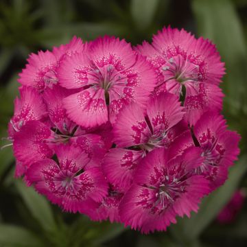 Dianthus, Diabunda® 'Rose'