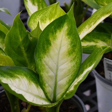 Dieffenbachia Maculata 'Camille'