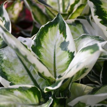 Dieffenbachia Maculata 'Cool Beauty'