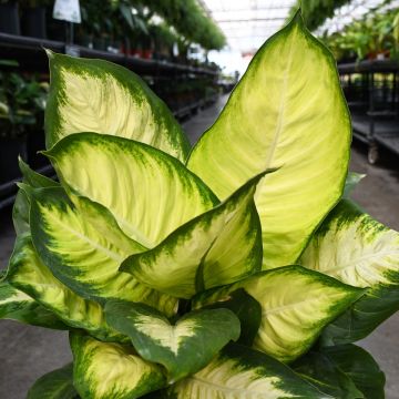 Dieffenbachia Sequine 'Marianne'