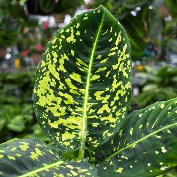 Dieffenbachia Seguine 'Reflector'