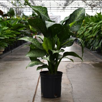 Dieffenbachia, Snow