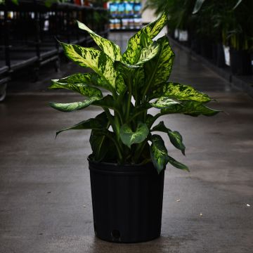 Dieffenbachia Seguine 'Sublime'