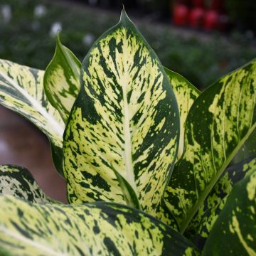 Dieffenbachia Seguine 'Sublime'