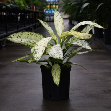 Dieffenbachia Matacula 'Vesuvius'