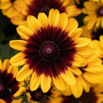 Rudbeckia, 'Pawnee Spirit'