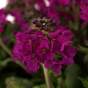 Arabis, Coast Rock Cress 'Barranca™ Deep Rose'