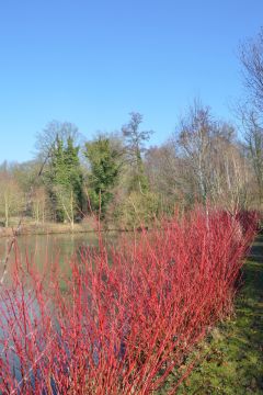 Cornus, Red Twig Dogwood 'Cardinal'