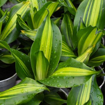 Dracaena Fragrans 'Golden Heart'