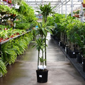 Dracaena Warneckii, Jumbo