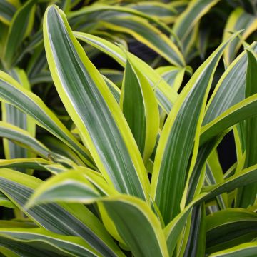 Dracaena Warneckii 'Lemon Lime'