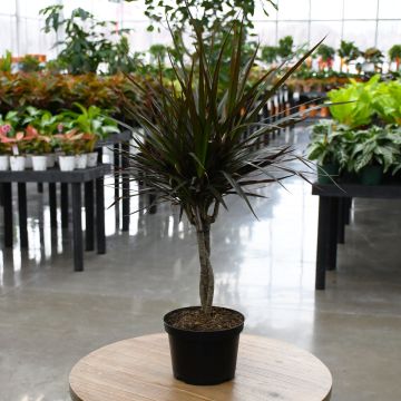 Dracaena Magenta, Braid