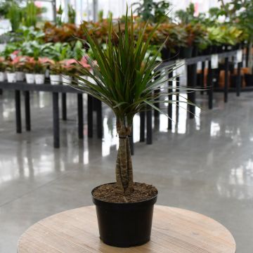 Dracaena Marginata 'Braided Trunk'