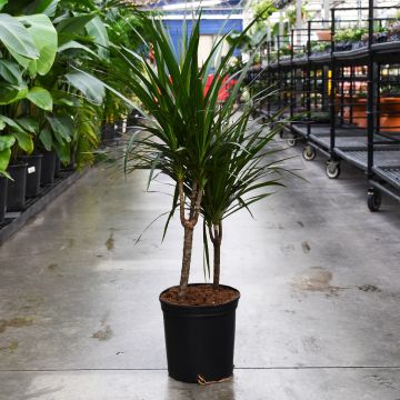 Dracaena Marginata