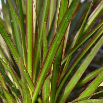 Dracaena Marginata 'Braided Trunk'