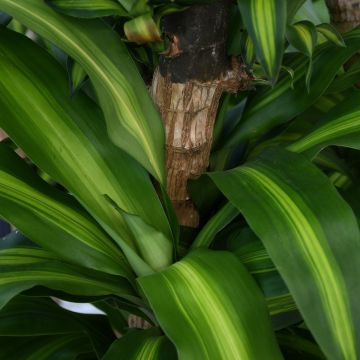 Dracaena Fragrans 'Mass Cane'